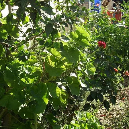 Ozukara 1 Aparthotel